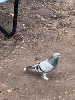 Takla man duif, Animaux & Accessoires, Oiseaux | Pigeons