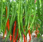 Peperzaden van Turkije (10 stuks voor 1 euro), Tuin en Terras, Ophalen of Verzenden