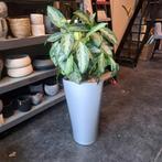 Grande jardinière grise Lechuza avec plante aglaonema, Autres espèces, En pot, Enlèvement, 100 à 150 cm