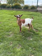 Jong mieke, Animaux & Accessoires