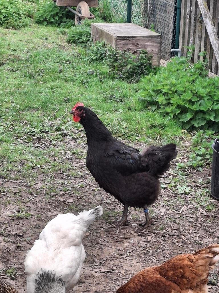 trio d'éleveurs géants de Jersey, Animaux & Accessoires, Volatiles, Poule ou poulet, Plusieurs animaux