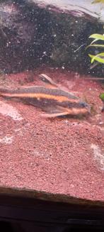 Doornmeerval, Dieren en Toebehoren