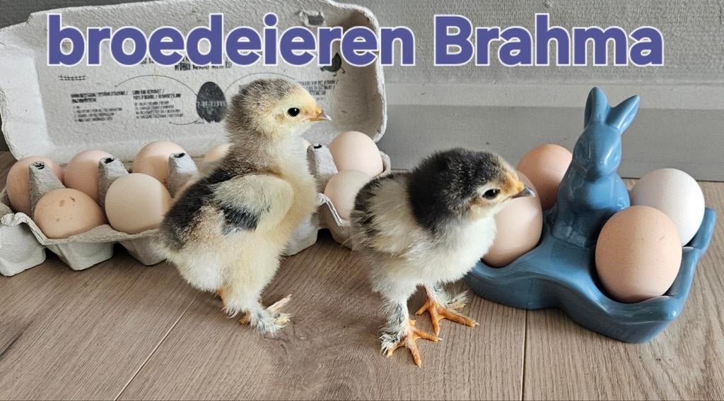 Broedeieren Brahma kippen mix, Avril