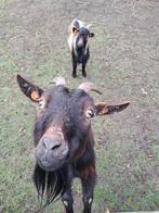 Paire de chèvres pygmées, Animaux & Accessoires, Moutons, Chèvres & Cochons, Plusieurs animaux, Chèvre, 3 à 5 ans