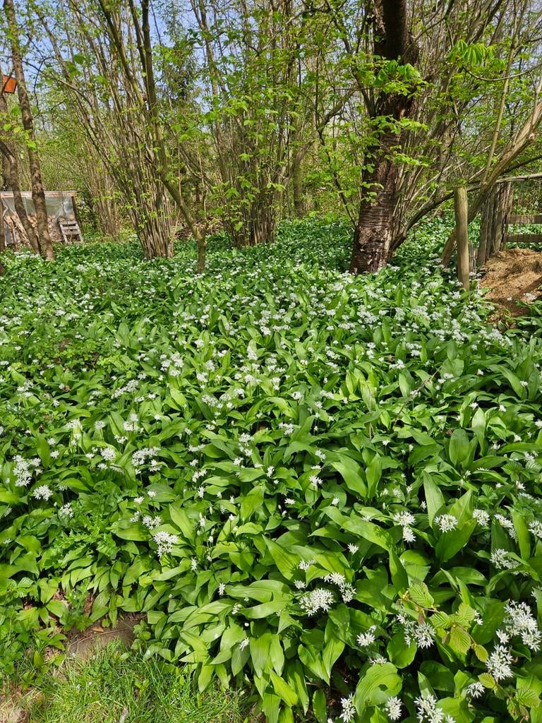 Daslook, vers zelf te pluklen, Ophalen