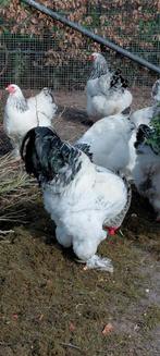 broedeieren brahma columbia