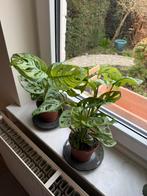 Monstera Monkey Mask x2, Ophalen