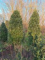 Keukenlaurier laurus nobillis kegels, Tuin en Terras, Lente, 250 tot 400 cm, Ophalen, Volle zon