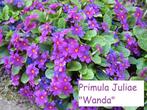 Primula Juliae "Wanda", Enlèvement, Printemps, Plante fixe, Plein soleil