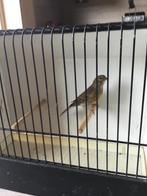 Kanarie met kneu, Dieren en Toebehoren, Vogels | Kanaries, Mannelijk, Bastaard