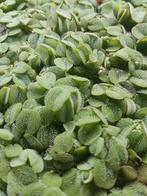 Salvinia minima drijfplant voor aquarium, Dieren en Toebehoren, Ophalen of Verzenden, Nieuw, Plant(en), Steen of Hout