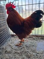 New hampshire, Dieren en Toebehoren, Mannelijk, Kip