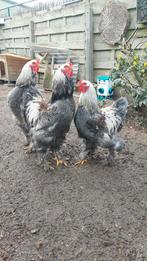 Brahma’s drie hanen,, Dieren en Toebehoren