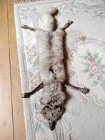 Etole en renard neuf, Vêtements | Femmes, Bonnets, Écharpes & Gants, Sans marque, Enlèvement, Écharpe, Taille 42/44 (L)