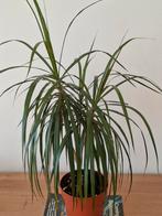 Dracaena marginata 80 cm, Maison & Meubles, Enlèvement