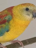 Croupions, Animaux & Accessoires, Femelle, Perruche, Bagué