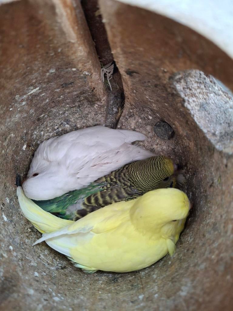 Jonge grasparkieten, Sexe inconnu, Perruche