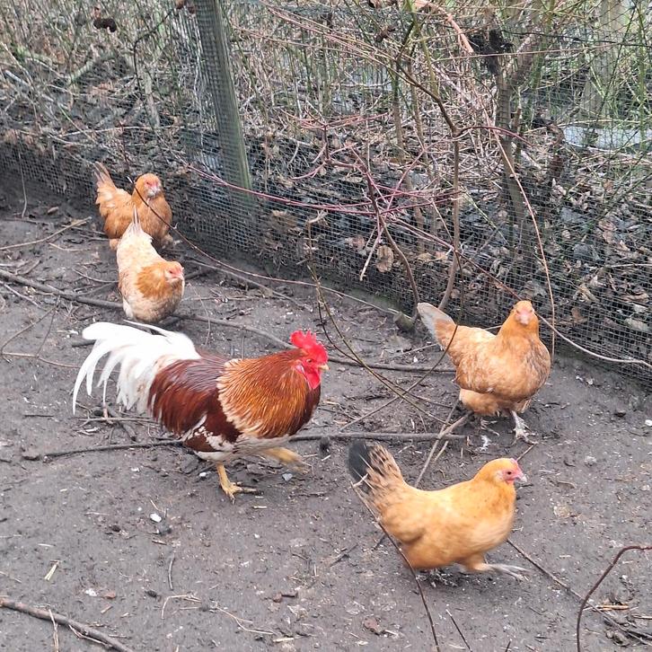 Jonge kukkerhennen/engels kippen/krielkippen, Animaux & Accessoires, Volatiles