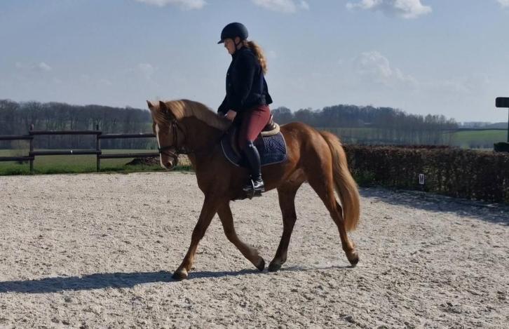 Beloftevolle 4-jarige connemara pony, Animaux & Accessoires, Poneys, Hongre, Poney D (1.37 m à 1.48m), Poney de saut, 3 à 6 ans