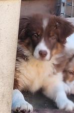 Border Collie pups groeien op in huiselijke kring met poezen, Parvo, België, Fokker | Hobbymatig, 8 tot 15 weken