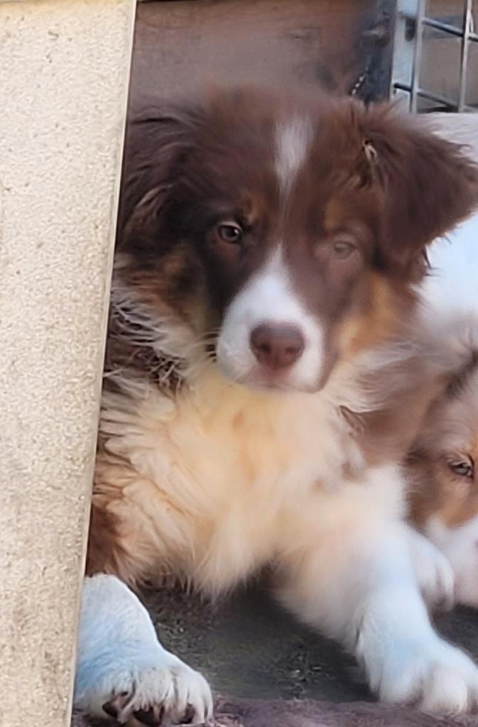Border Collie pups groeien op in huiselijke kring met poezen, Dieren en Toebehoren, Honden | Herdershonden en Veedrijvers, Teef