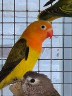 Fischeri opaline euwing, Perroquet nain ou Inséparable, Bagué