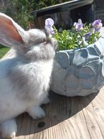 Schattige babykonijnen 6 weken, Dieren en Toebehoren, Konijnen, Meerdere dieren, Middelgroot, 0 tot 2 jaar