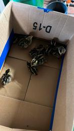 Japanse jumbo kwartels eendags kuikens, Dieren en Toebehoren, Pluimvee