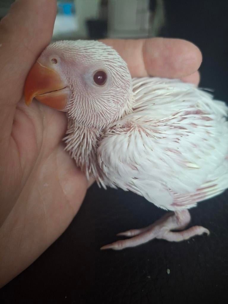 Handtamme baby albino halsbandparkiet, Geringd