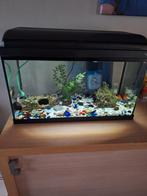 Aquarium met vissen, Dieren en Toebehoren, Vissen | Aquaria en Toebehoren, Ophalen