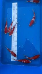 Alle nieuwe koi zjjn binnen 900 stuks, Karper of Koi