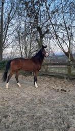 3-jarige ruin voor de sport, Dieren en Toebehoren, Paarden, Ruin, Zadelmak