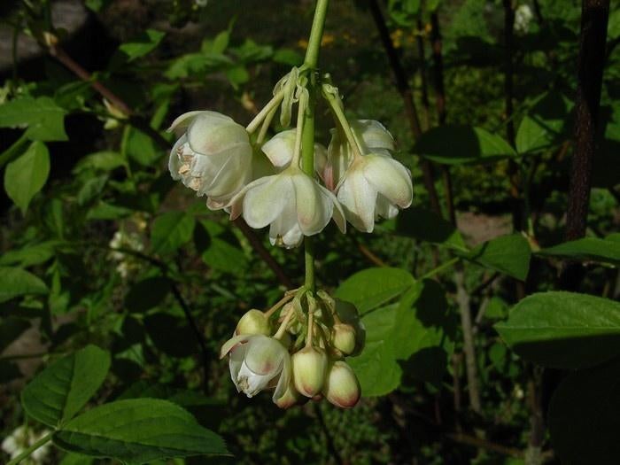 Staphylea pinnata, Jardin & Terrasse, Plantes | Jardin, Plante fixe, Autres espèces, Mi-ombre, Printemps, Enlèvement