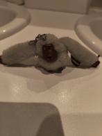 Lotte, singe Kipling, Enlèvement ou Envoi