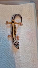 Petit léopard Gecko à rayures audacieuses, Animaux & Accessoires, Reptiles & Amphibiens, Domestique