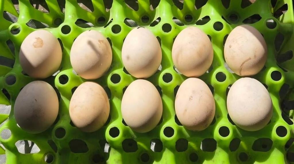 Indische vechtkriel broedeieren (raszuiver), Dieren en Toebehoren, Pluimvee