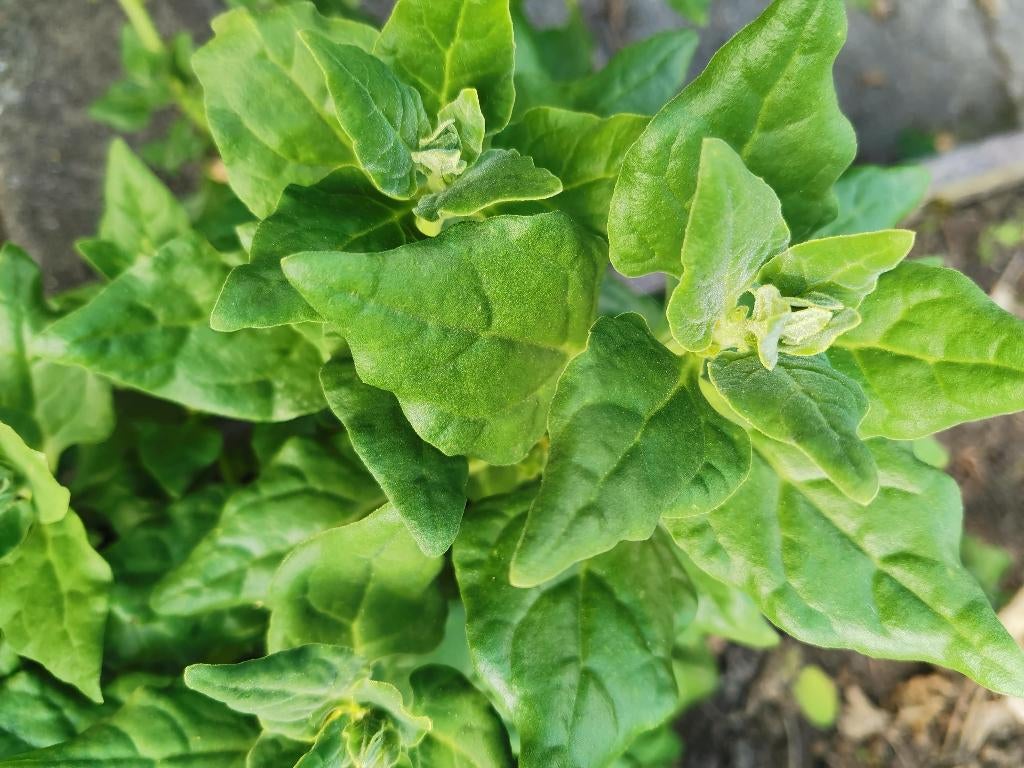 5 graines d'épinards de Nouvelle-Zélande, Jardin & Terrasse, Bulbes & Semences, Envoi, Graine