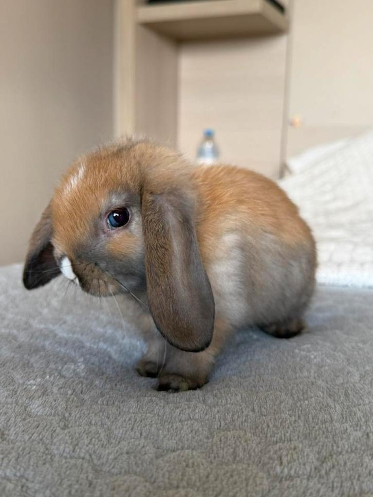 7 handtamme nederlandse hangoor dwergkonijntjes, Dieren en Toebehoren, Konijnen, Dwerg, Meerdere dieren, 0 tot 2 jaar, Hangoor