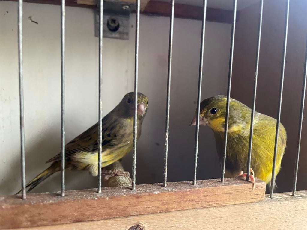 Koppel kanarie 1jaar