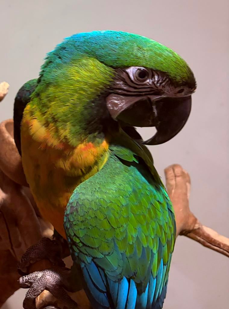 Supertam jong miligold ara, Animaux & Accessoires, Oiseaux | Perruches & Perroquets, Mâle, Perroquet, Parleur