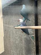 Halsbandparkiet blauw, Plusieurs animaux, Perruche, Bagué