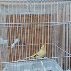 Super zanger, Dieren en Toebehoren, Mannelijk, Zangkanarie