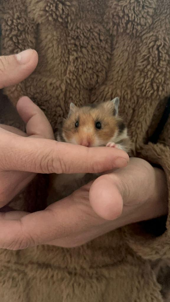 Hamster dore Hamster syrien à poil long, Animaux & Accessoires, Rongeurs, Femelle, Hamster, Mars, Domestique