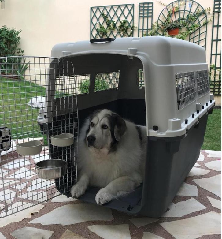 Cage de transport xxxl, Dieren en Toebehoren, Transportboxen, Zo goed als nieuw, Ophalen