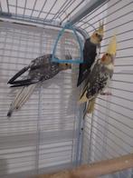 3 valkparkieten onverwant, koppel en 1 man's of pop, samen, Dieren en Toebehoren, Vogels | Parkieten en Papegaaien, Meerdere dieren