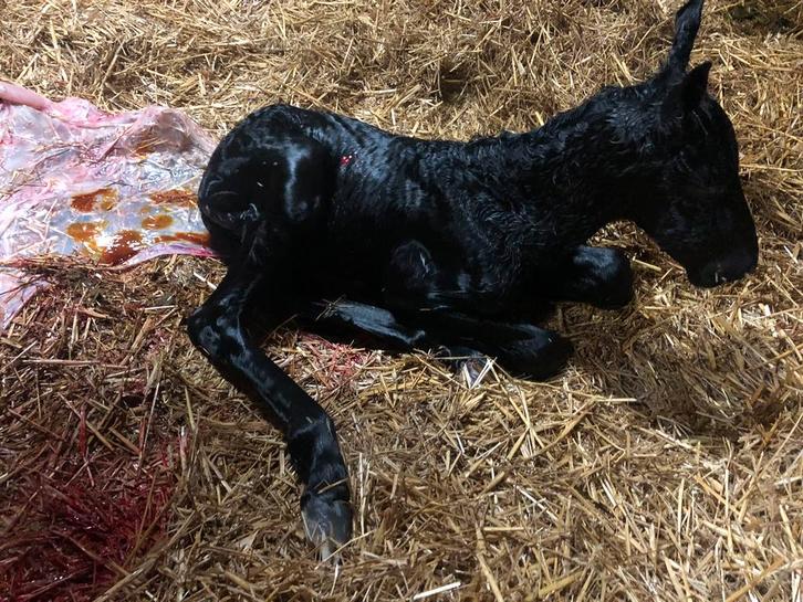 Friese merrie veulen, Dieren en Toebehoren, Paarden, Merrie