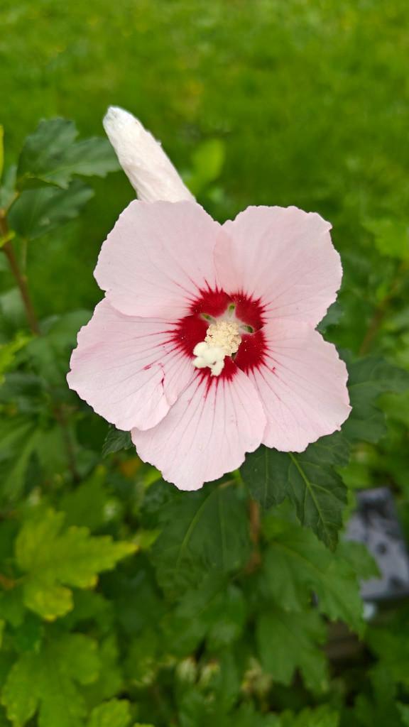 Enkel dit weekend: hibiscussen -seringen - vlinderstruiken, Tuin en Terras, Planten | Struiken en Hagen, Haag, Ophalen