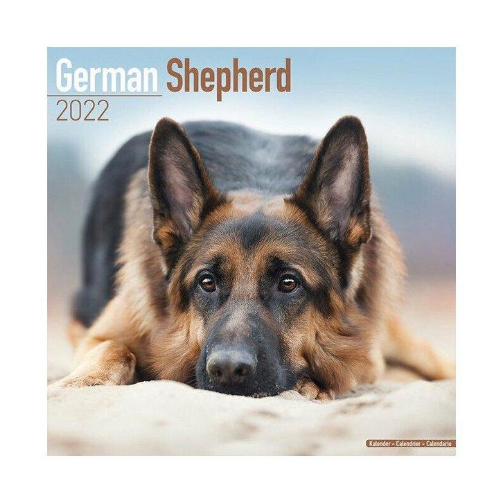 Calendrier Berger Allemand 2022, Divers, Calendriers, Neuf, Calendrier annuel, Enlèvement ou Envoi