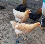 Groenleggers hennen, Dieren en Toebehoren, Pluimvee