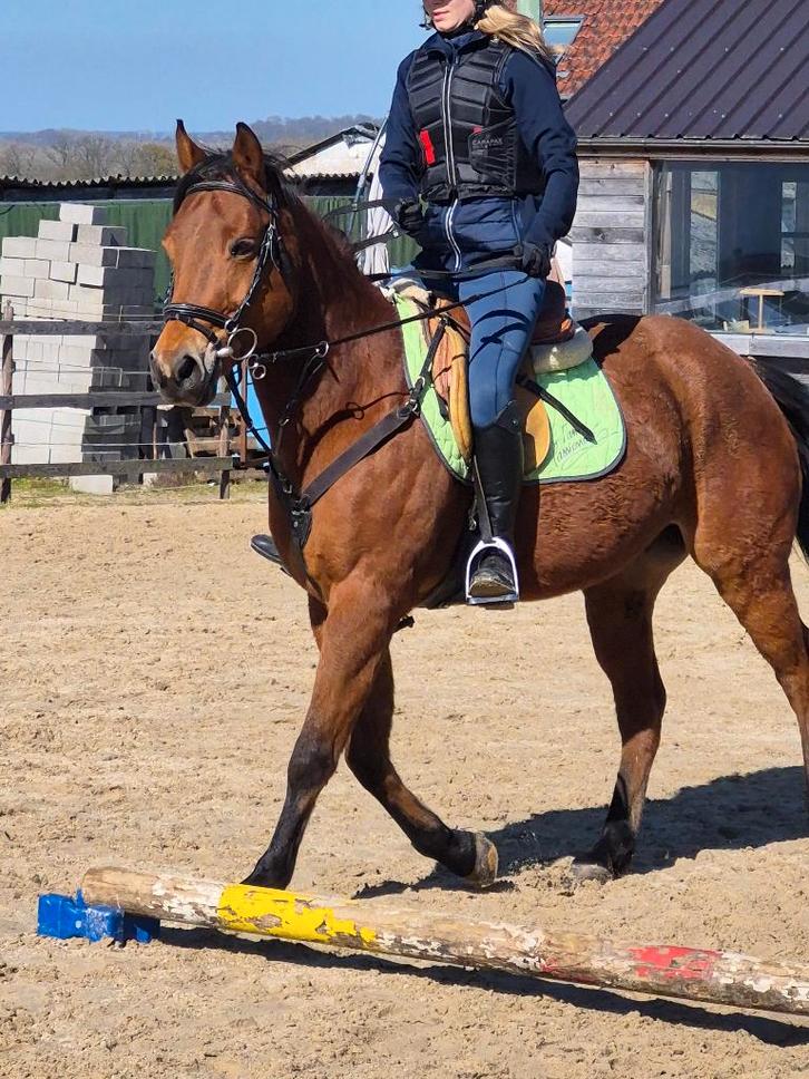 D pony, Dieren en Toebehoren, Pony's, Ruin, Niet van toepassing, D pony (1.37m tot 1.48m), Recreatiepony, 11 jaar of ouder, Gechipt